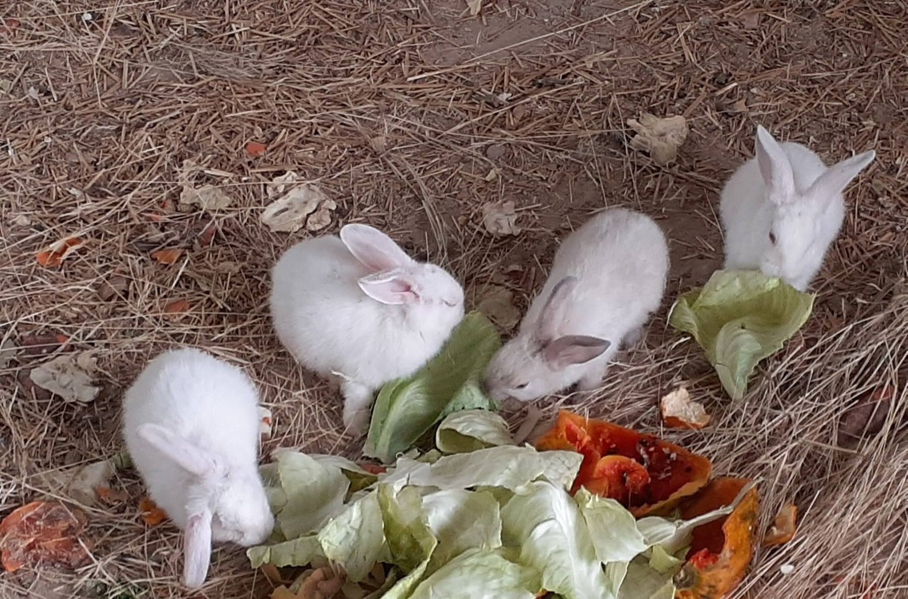 Lapins de la ferme